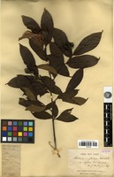 Syntype of Photinia amphidoxa (C.K.Schneid.) Rehder & E.H.Wilson var. stylosa Cardot [family ROSACEAE]