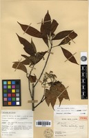 Holotype of Photinia lancilimba J.E.Vidal [family ROSACEAE]