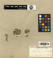 Isolectotype of Alyssopsis kotschyi Boiss. [family BRASSICACEAE]