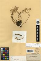 Isotype of Draba lemmonii S.Watson [family BRASSICACEAE]