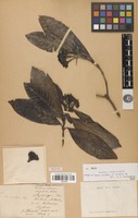 Filed as Tarenna flava Alston [family RUBIACEAE]