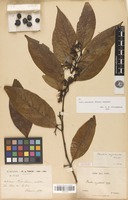 Syntype of Randia oxyodonta Drake [family RUBIACEAE]