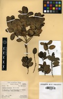 Isotype of Coprosma raiateensis J.W. Moore [family RUBIACEAE]