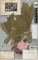 Holotype of Harpullia condorensis Pierre [family SAPINDACEAE]