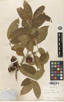 Isotype of Streptostigma viridiflora Thwaites [family SAPINDACEAE]