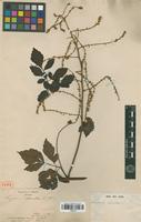 Type of Serjania clematidea Triana & Planch. [family SAPINDACEAE]
