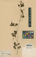 Type of Serjania macrococca Radlk. [family SAPINDACEAE]