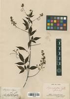 Syntype of Serjania paradoxa Radlk. [family SAPINDACEAE]