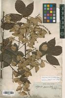 Syntype of Serjania pyramidata Radlk. [family SAPINDACEAE]