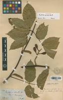 Isotype of Paullinia spicata Benth. [family SAPINDACEAE]