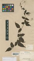 Syntype of Urvillea stipitata Radlk. [family SAPINDACEAE]