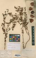 Isotype of Cardiospermum dissectum (S. Watson) Radlk. [family SAPINDACEAE]