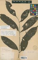 Syntype of Talisia carinata Radlk. [family SAPINDACEAE]