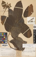 Isotype of Banisteriopsis brevipedicellata B.Gates [family MALPIGHIACEAE]