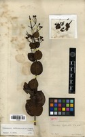 Type of Banisteriopsis hypericifolia (A.Juss.) W.R.Anderson & B.Gates [family MALPIGHIACEAE]
