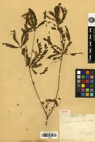 Isotype of Biophytum intermedium Wight [family OXALIDACEAE]