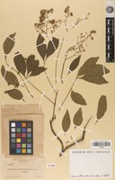 Syntype of Zanthoxylum arborescens Rose [family RUTACEAE]