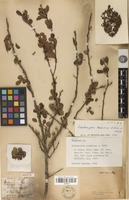 Holotype of Zanthoxylum taediosum A.Rich. [family RUTACEAE]