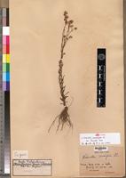 Isosyntype of Nidorella resedifolia DC. var. humilis Hiern [family ASTERACEAE]