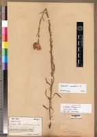Isosyntype of Nidorella solidaginea DC. [family ASTERACEAE]