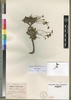 Type of Statice multiceps Pomel [family PLUMBAGINACEAE]