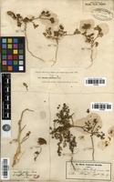 Filed as Daucus littoralis Sibth. & Sm. [family APIACEAE]
