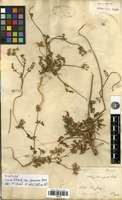 Syntype of Daucus littoralis Sibth. & Sm. var. genuinus Boiss. [family APIACEAE]