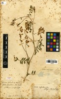Type? of Vicia sylvatica L. [family FABACEAE]