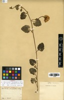 Isolectotype of Convolvulus stachydifolius Choisy [family CONVOLVULACEAE]