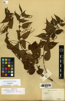 Syntype of Acalypha cuspidata Jacq. var. amblyodonta Müll.Arg. [family EUPHORBIACEAE]
