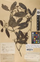 Filed as Arytera arcuata Radlk. [family SAPINDACEAE]