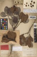 Syntype of Arytera arcuata Radlk. [family SAPINDACEAE]