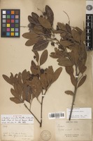Syntype of Arytera arcuata Radlk. [family SAPINDACEAE]