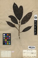 Type of Ficus pruniformis Blume [family MORACEAE]