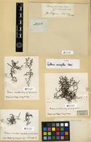 Isotype of Frullania secundiflora Mont. [family JUBULACEAE]