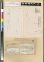 Holotype of Macromitrium eckendorffii Thér. & P. de la Varde [family ORTHOTRICHACEAE]