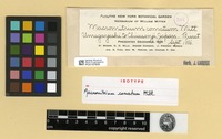 Isotype of Macromitrium comatum Mitt. [family ORTHOTRICHACEAE]