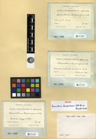 Syntype of Macromitrium lamprocarpum Müll. Hal. ex Renauld & Cardot [family ORTHOTRICHACEAE]