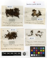 Type of Macromitrium perrottetii Müll. Hal. [family ORTHOTRICHACEAE]