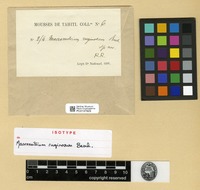 Isotype of Macromitrium ruginosum Besch. [family ORTHOTRICHACEAE]