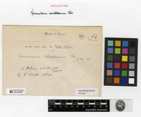Holotype of Macromitrium werckleanum Thér. [family ORTHOTRICHACEAE]