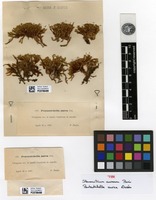 Type of Stenomitrium aureum Paris [family ORTHOTRICHACEAE]