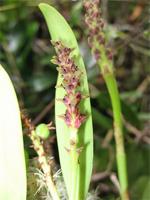 Bulbophyllum comorianum