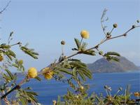 Plants of Mascareignes