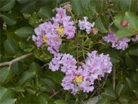 Lagerstroemia indica