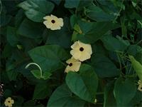 Thunbergia alata