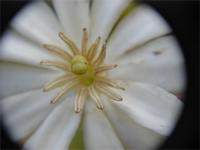 Anthocleista grandiflora