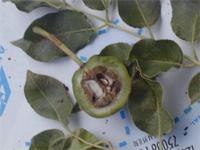 Sclerocarya birrea