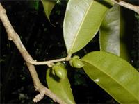 Drypetes darcyana