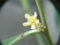 Maytenus undata